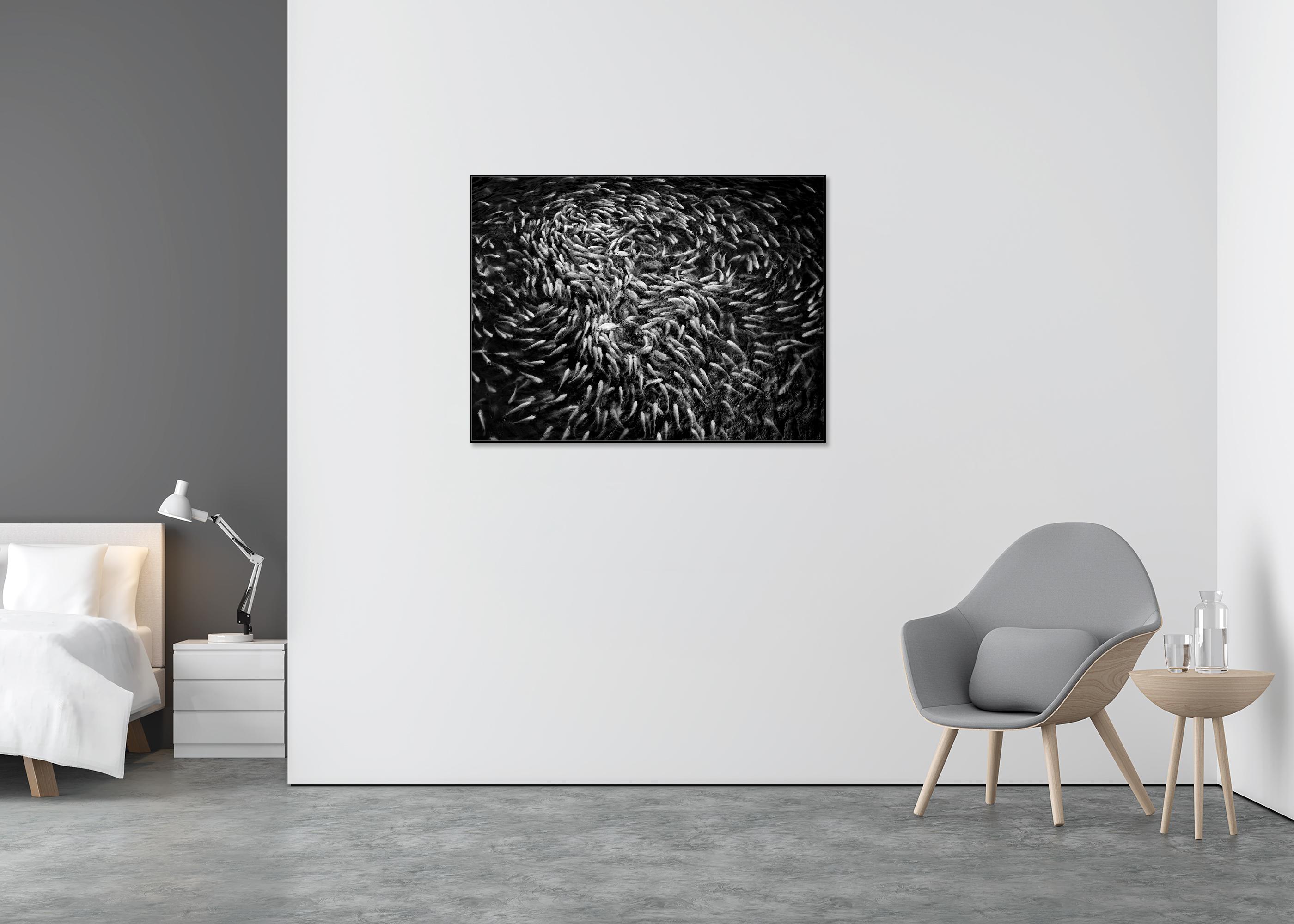 Fishy, Fishy, Fish, Goldfish breeding, Lucky charm, Vietnam mono photography - Black Black and White Photograph by Gerald Berghammer