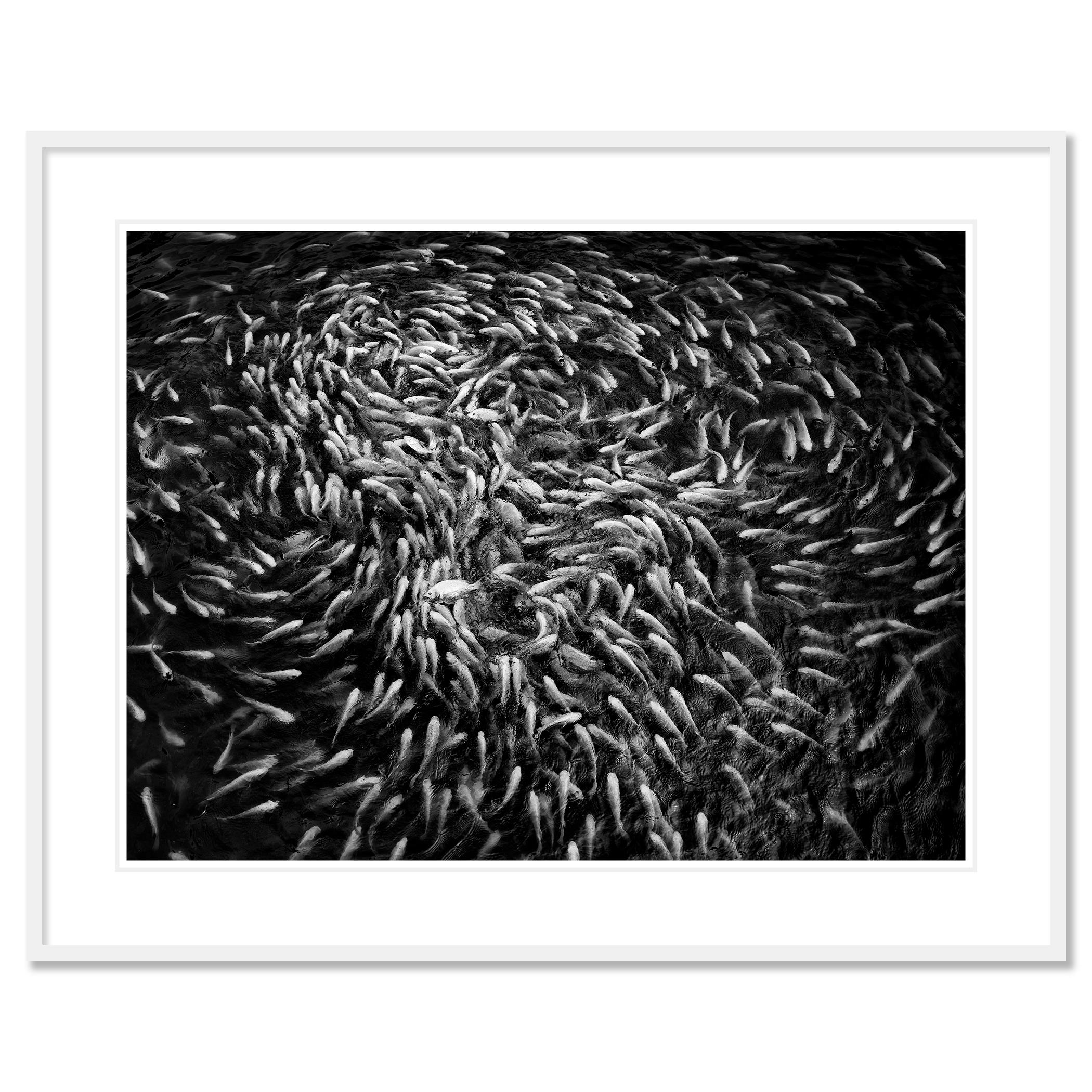 Fishy, Fishy, Fish, Study 1, Vietnam - no. 21364 // Black and white fine art photography
Archival pigment ink print as part of a limited edition of 7. All Gerald Berghammer prints are made to order in limited editions on Hahnemuehle Photo Rag