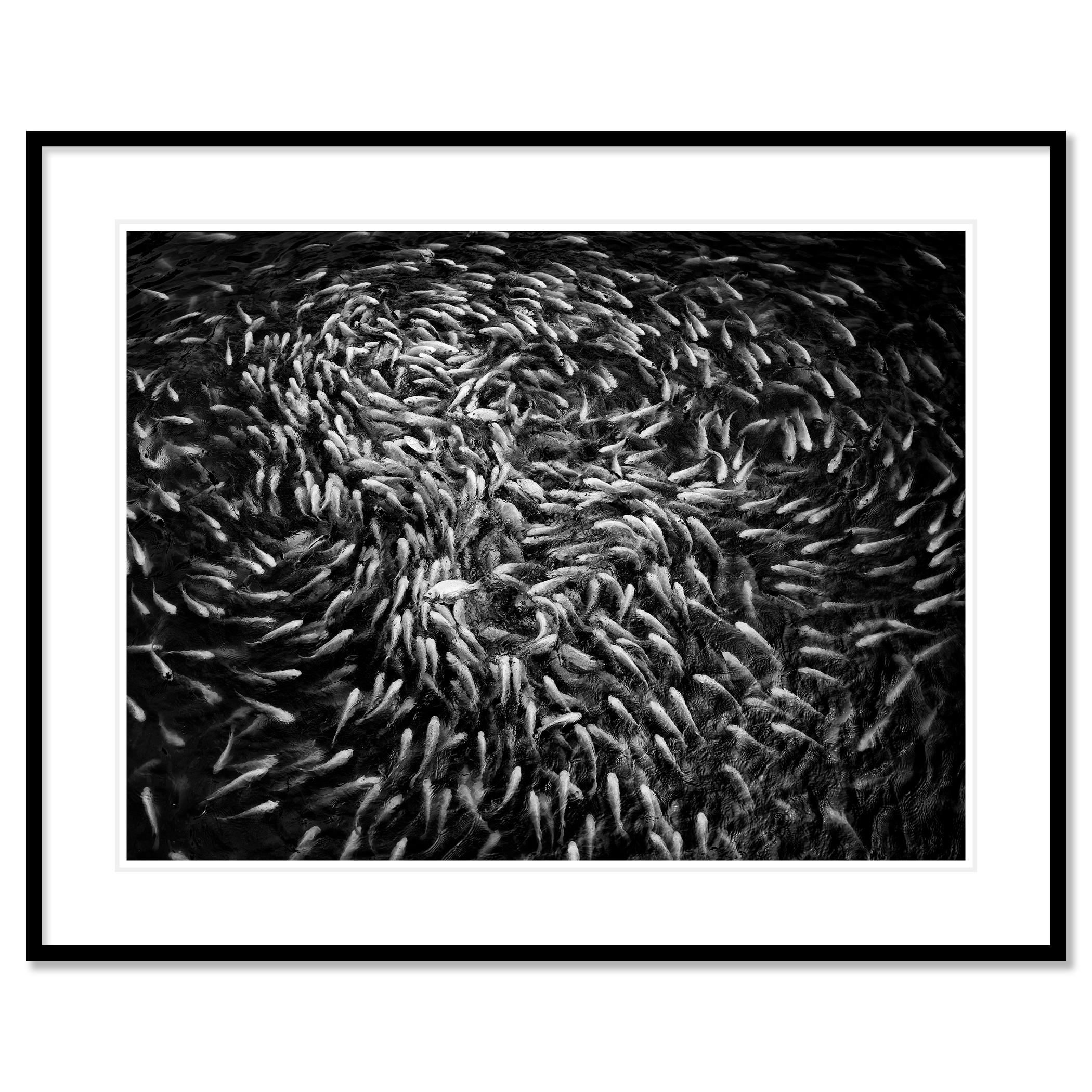 Fishy, Fishy, Fish, Goldfish breeding, Lucky charm, Vietnam mono photography For Sale 1
