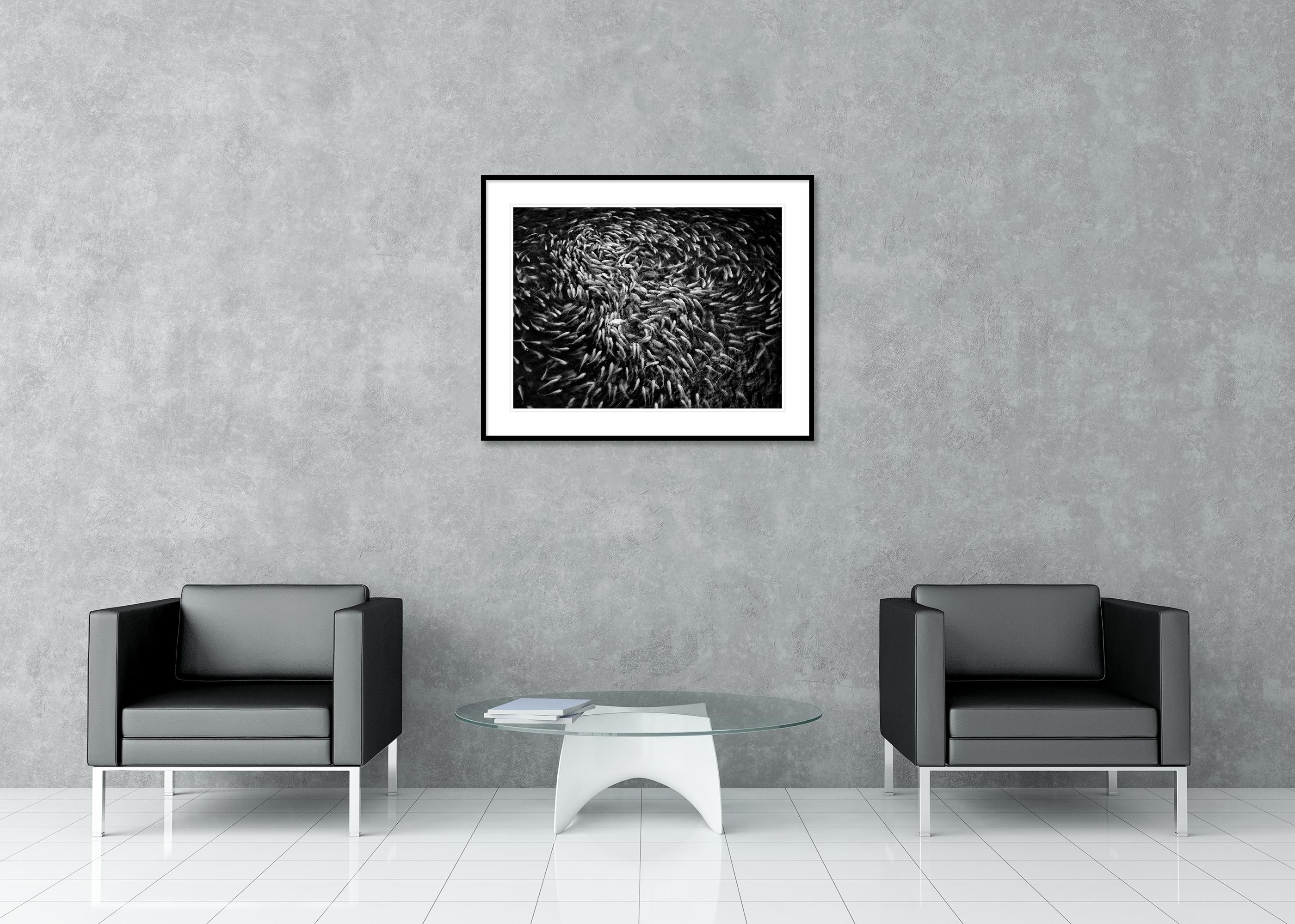 Fishy, Fishy, Fish, Goldfish breeding, Lucky charm, Vietnam mono photography For Sale 2