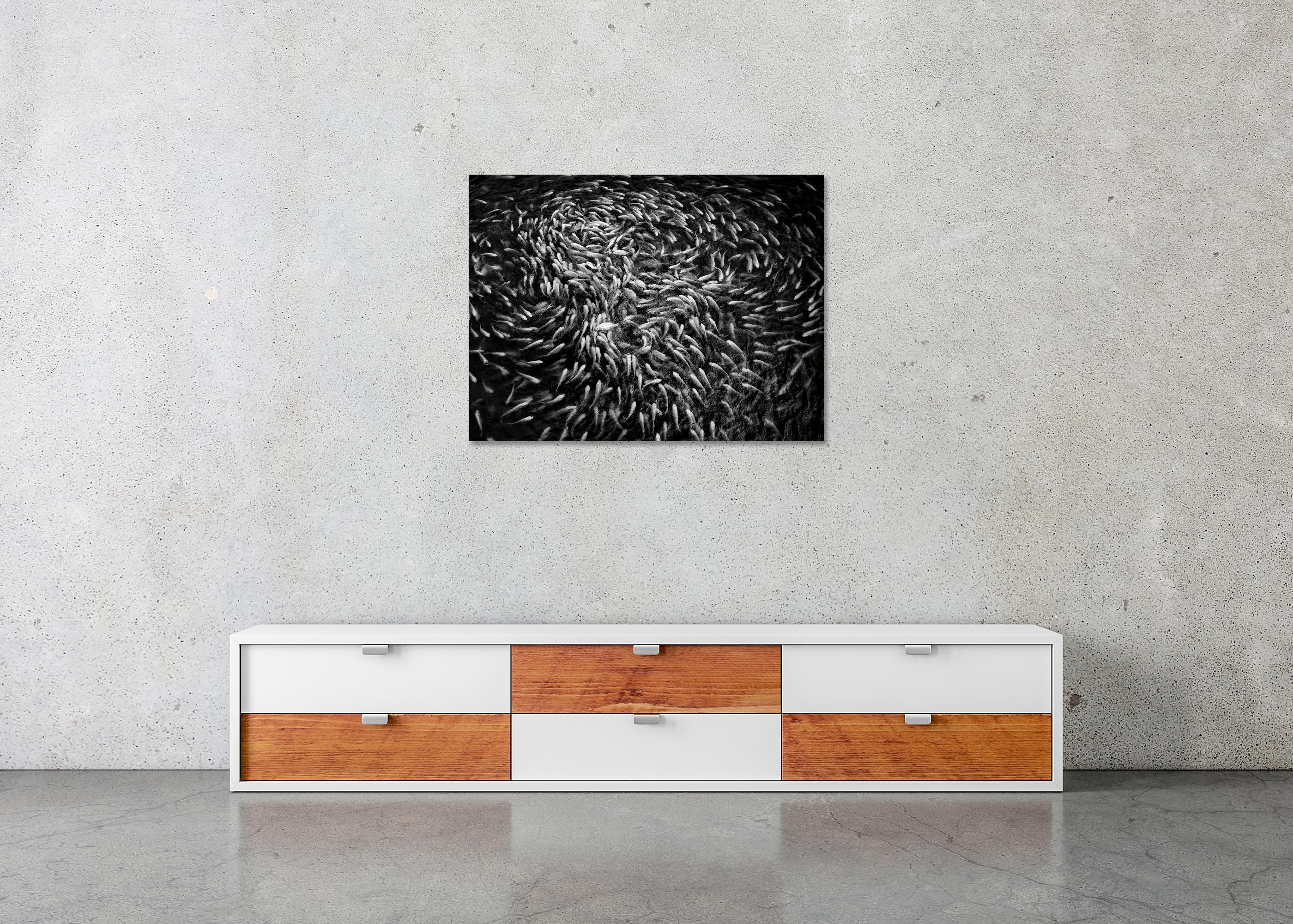 Fishy, Fishy, Fish, Goldfish breeding, Lucky charm, Vietnam mono photography For Sale 4