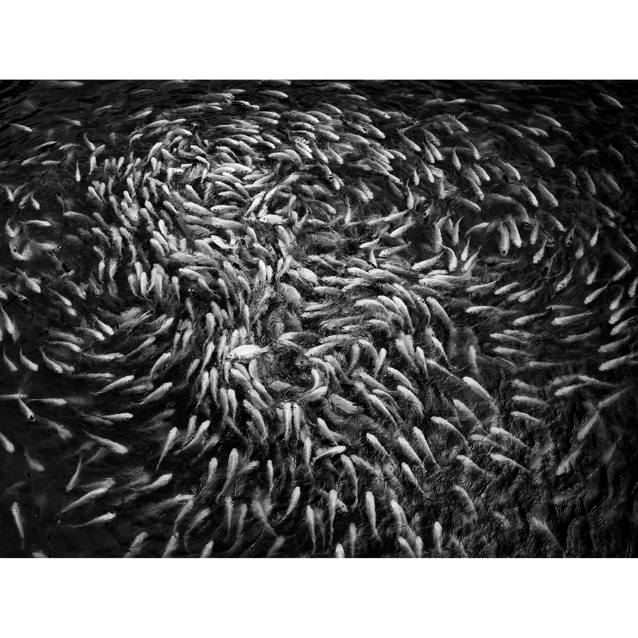 Gerald Berghammer Black and White Photograph - Fishy, Fishy, Fish, Goldfish breeding, Lucky charm, Vietnam mono photography