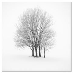 Cinco árboles invernales minimalistas en la nieve, fotografía artística en blanco y negro
