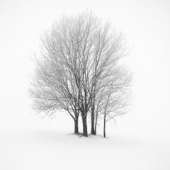 Cinco árboles invernales minimalistas en la nieve, fotografía artística en blanco y negro