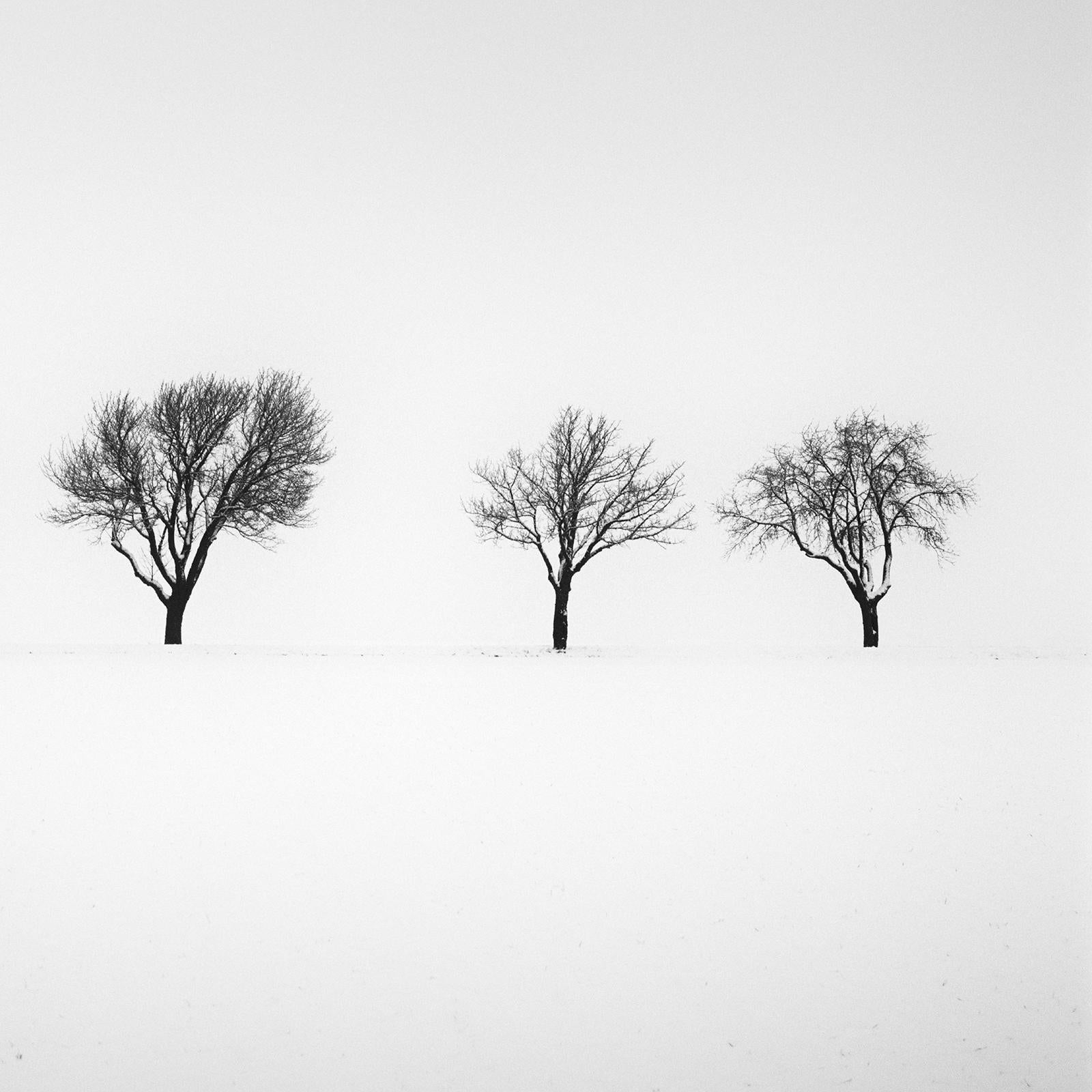Fünf Bäume im verschneiten Feld, Österreich, Schwarz-Weiß-Fotografie, Landschaft im Angebot 5