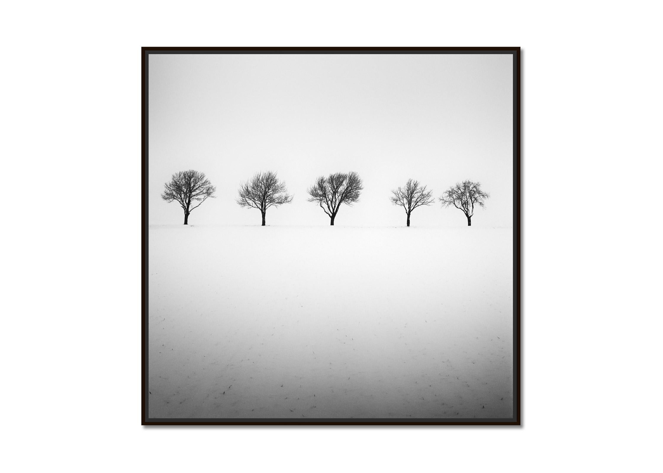 Fünf Bäume im verschneiten Feld, Österreich, Schwarz-Weiß-Fotografie, Landschaft – Photograph von Gerald Berghammer