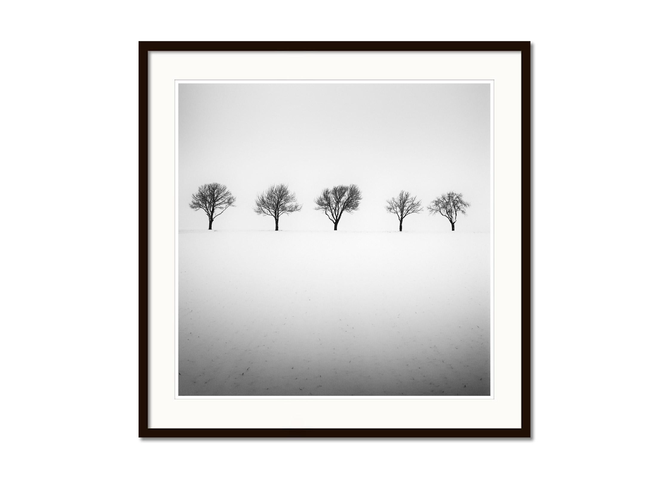 Fünf Bäume im verschneiten Feld, Österreich, Schwarz-Weiß-Fotografie, Landschaft (Grau), Landscape Photograph, von Gerald Berghammer