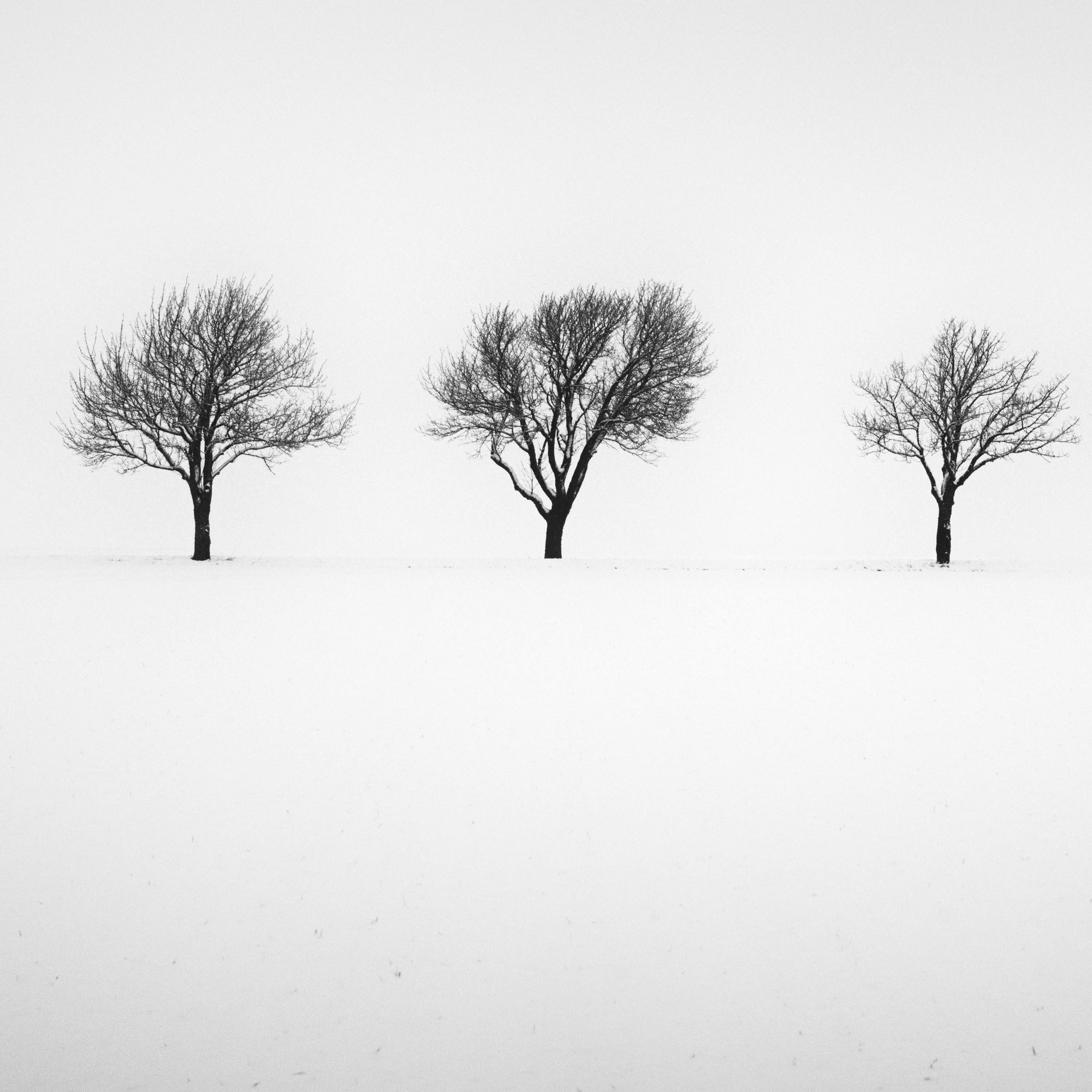 Fünf Bäume im verschneiten Feld, Österreich, Schwarz-Weiß-Fotografie, Landschaft im Angebot 4