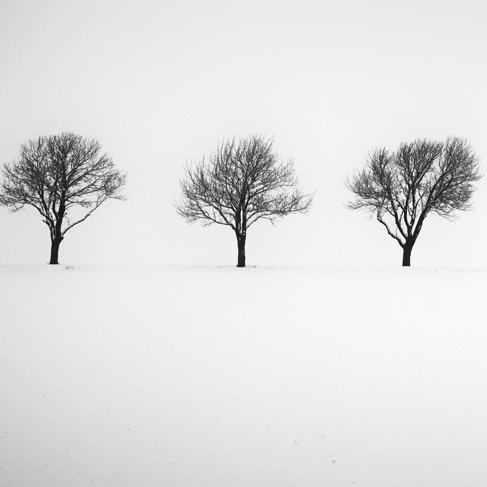 Fünf Bäume im verschneiten Feld, Österreich, Schwarz-Weiß-Fotografie, Landschaft im Angebot 3