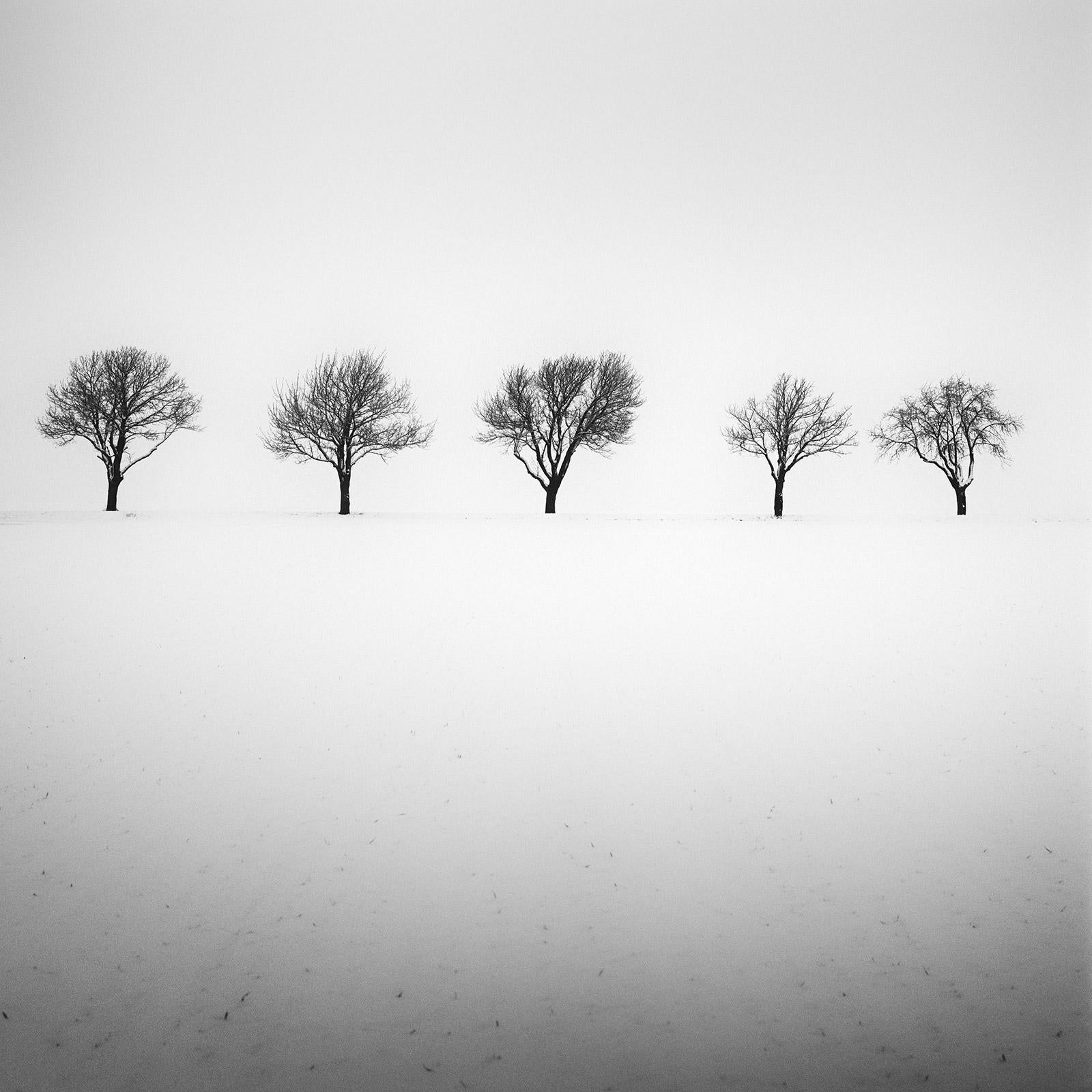 Fünf Bäume im verschneiten Feld, Österreich, Schwarz-Weiß-Fotografie, Landschaft