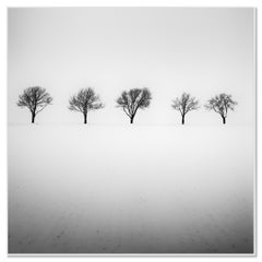 Cinq arbres dans un champ enneigé Autriche noir et blanc photographie fine paysage