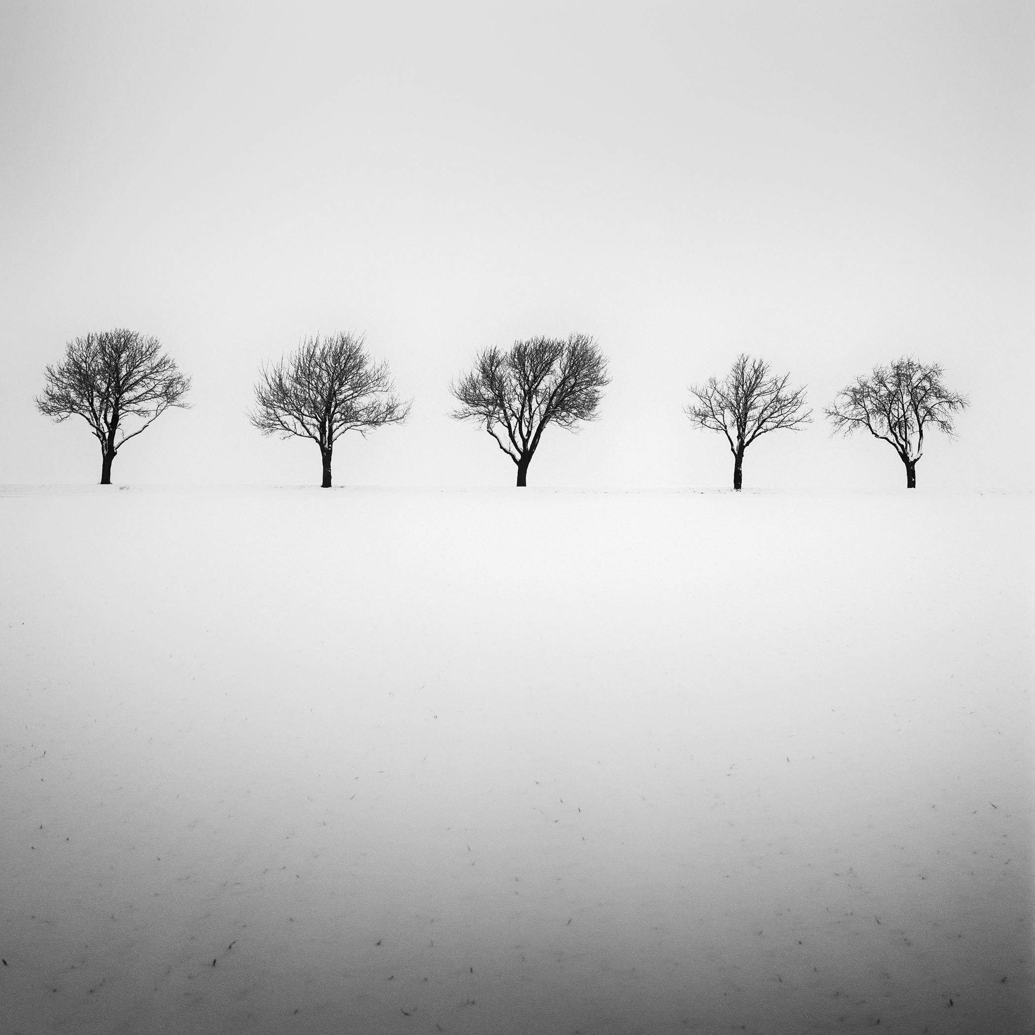 Five Trees in Snowy Field, Black and White Fine Art Landscape Photograph