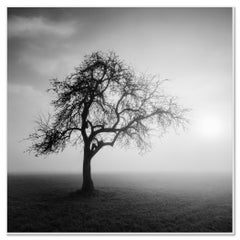 Mattina nebbiosa – Fotografia in bianco e nero in edizione limitata di un albero solitario