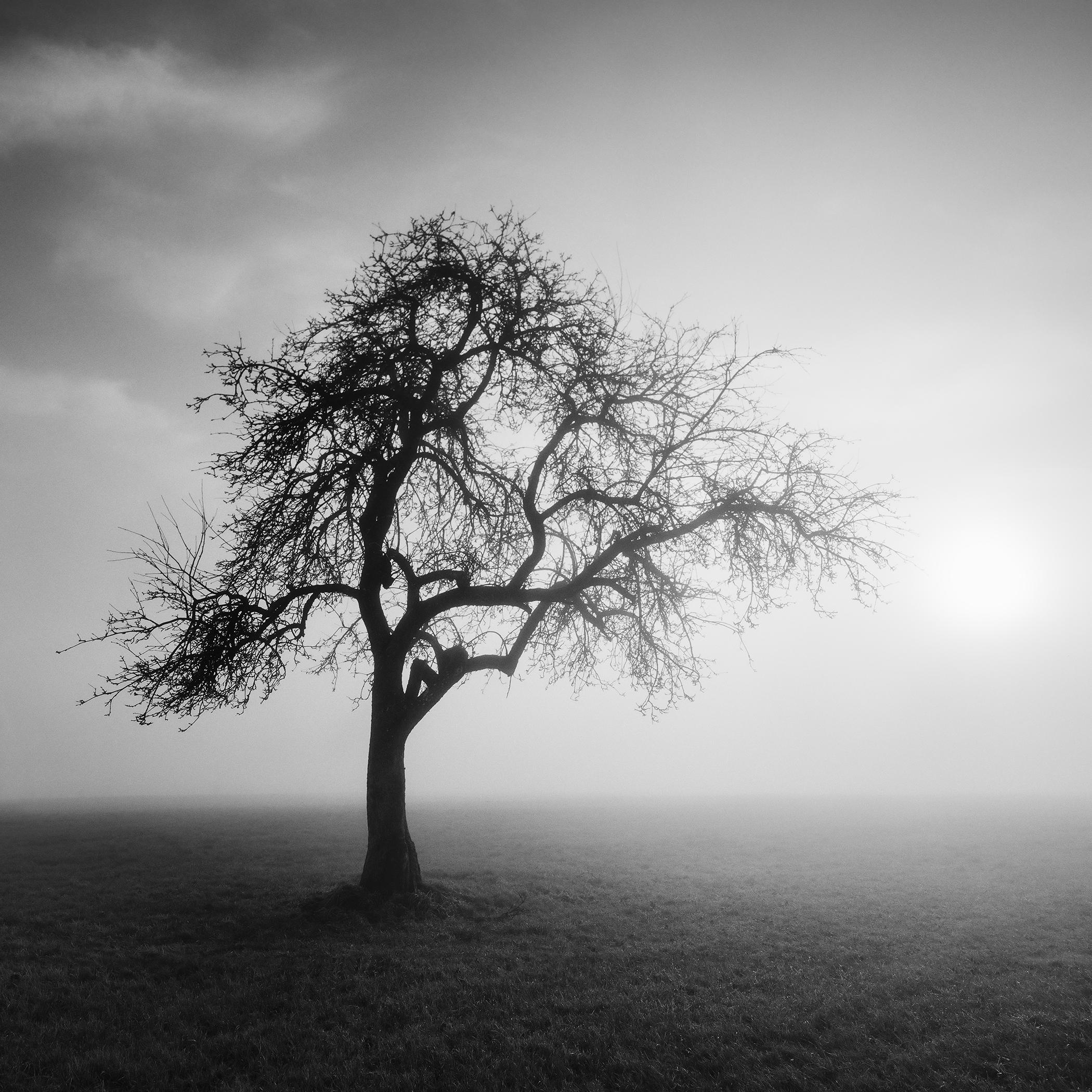 „Nebliger Morgen“ – Schwarz-Weiß-Fotografie eines einsamen Baumes in limitierter Auflage