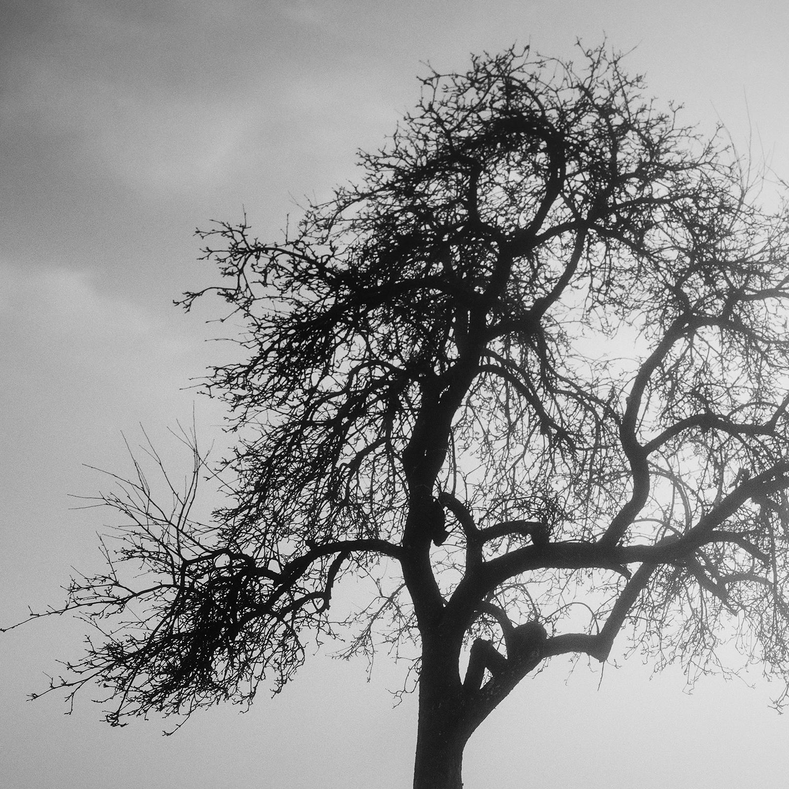Foggy Morning, Mystikbaum, Österreich, Schwarz-Weiß-Kunstfotografie, Landschaft im Angebot 5