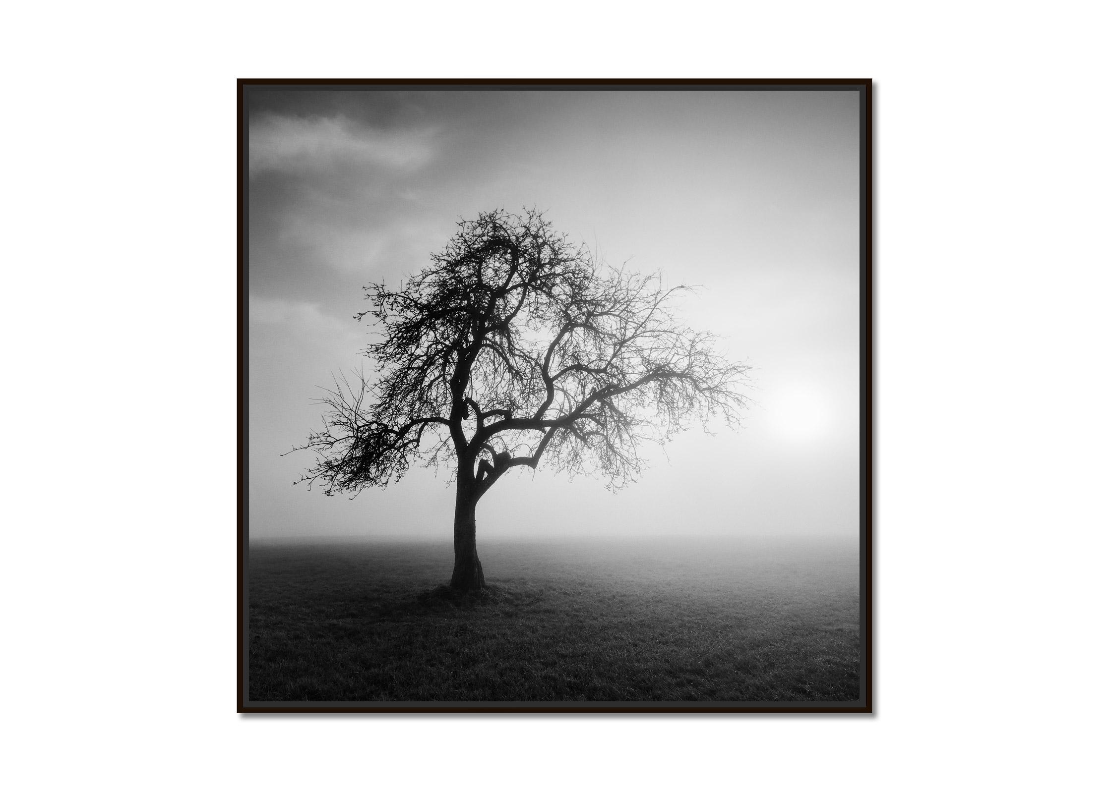 Foggy Morning, Mystikbaum, Österreich, Schwarz-Weiß-Kunstfotografie, Landschaft – Photograph von Gerald Berghammer