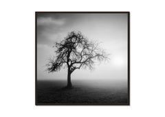 Matin brumeux, arbre mystique, Autriche, photographie d'art en noir et blanc, paysage