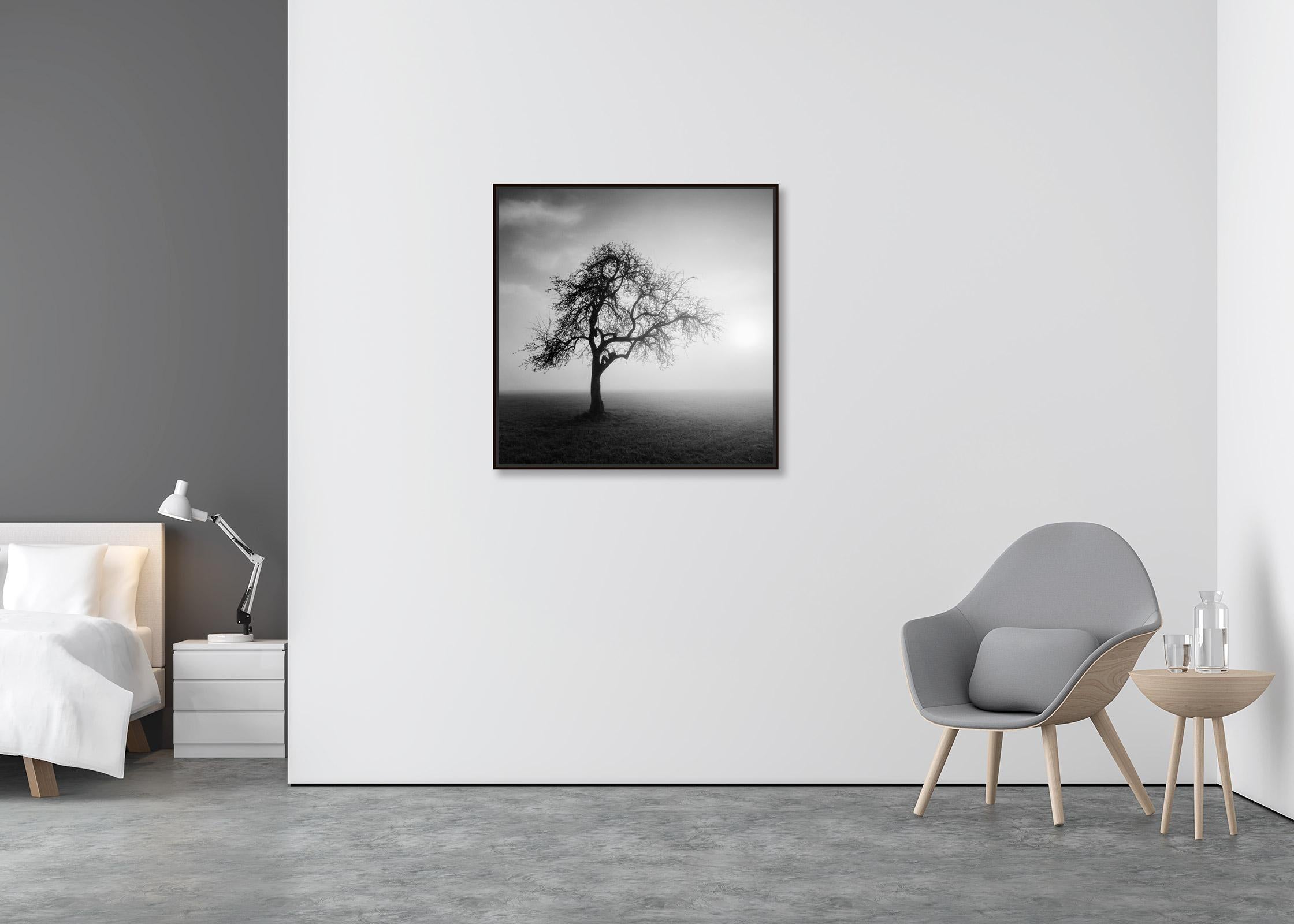 Foggy Morning, Mystikbaum, Österreich, Schwarz-Weiß-Kunstfotografie, Landschaft (Zeitgenössisch), Photograph, von Gerald Berghammer