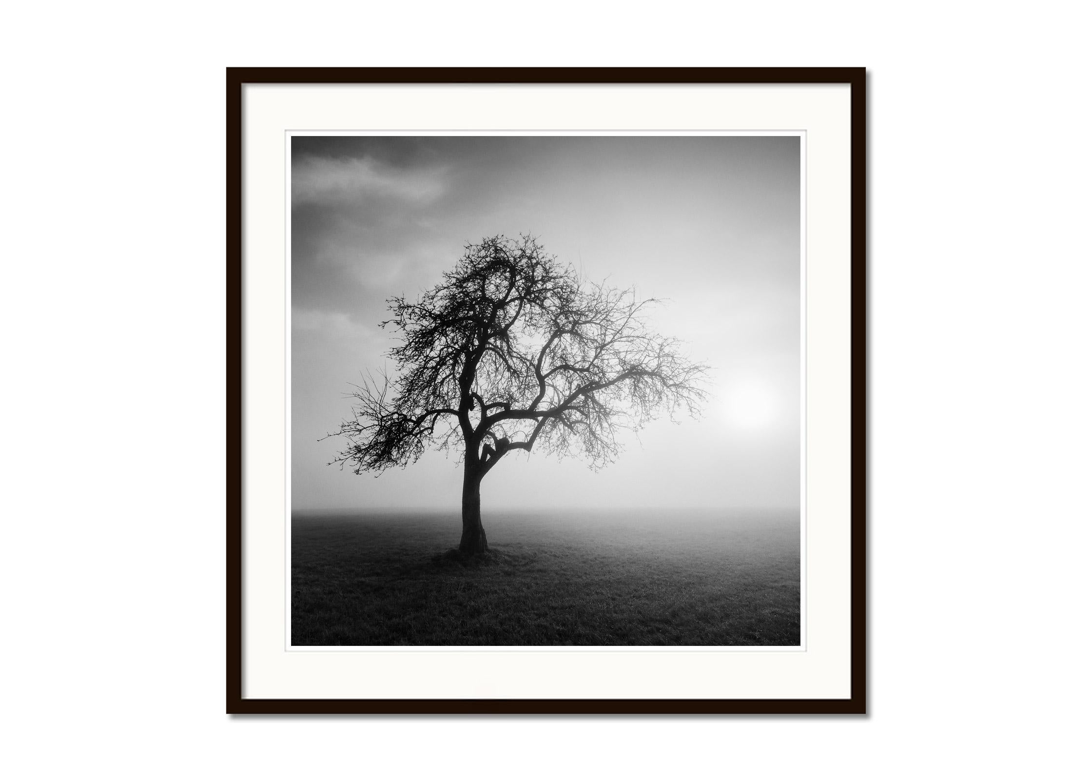 Foggy Morning, Mystikbaum, Österreich, Schwarz-Weiß-Kunstfotografie, Landschaft (Grau), Landscape Photograph, von Gerald Berghammer