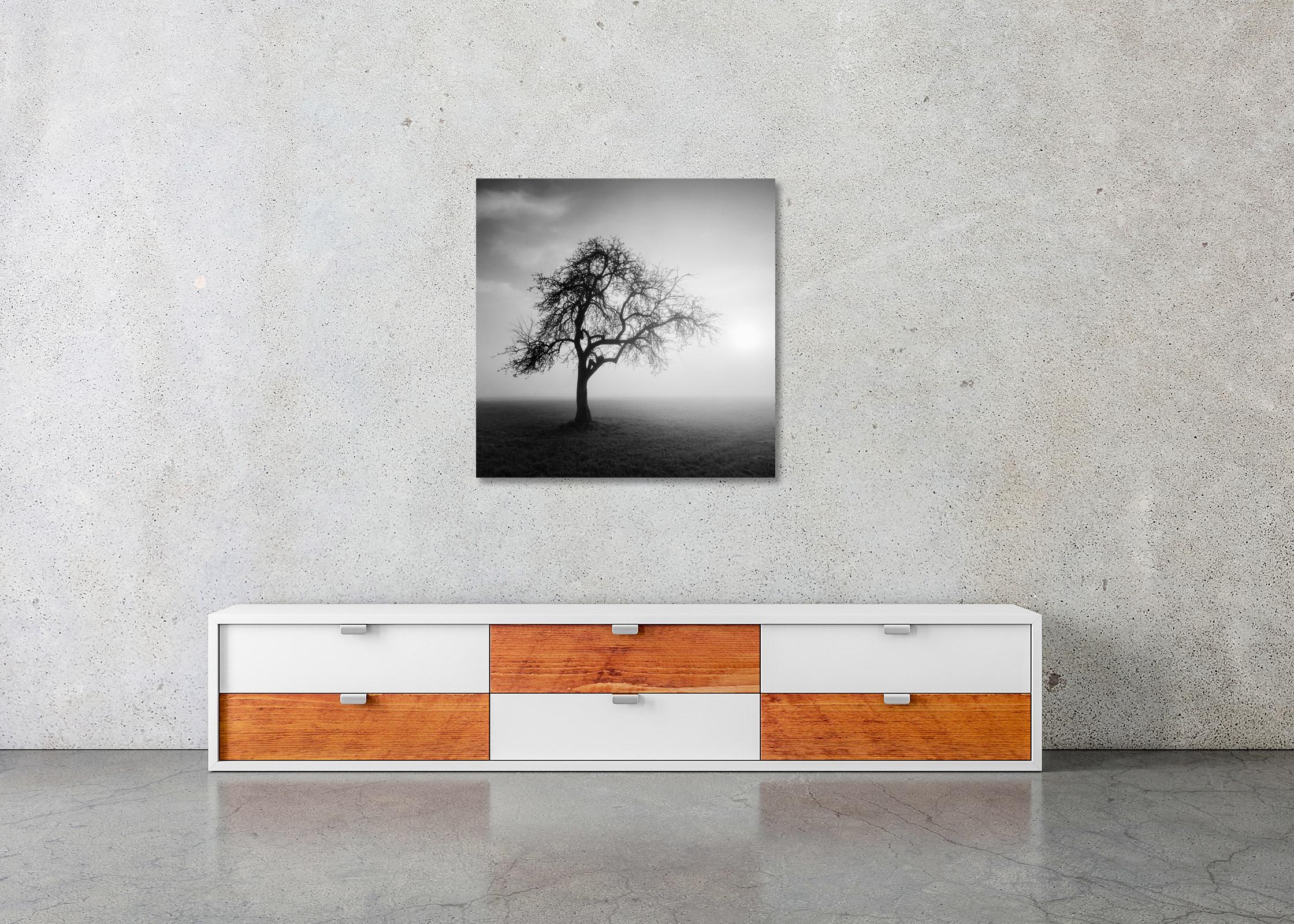 Foggy Morning, Mystikbaum, Österreich, Schwarz-Weiß-Kunstfotografie, Landschaft im Angebot 2