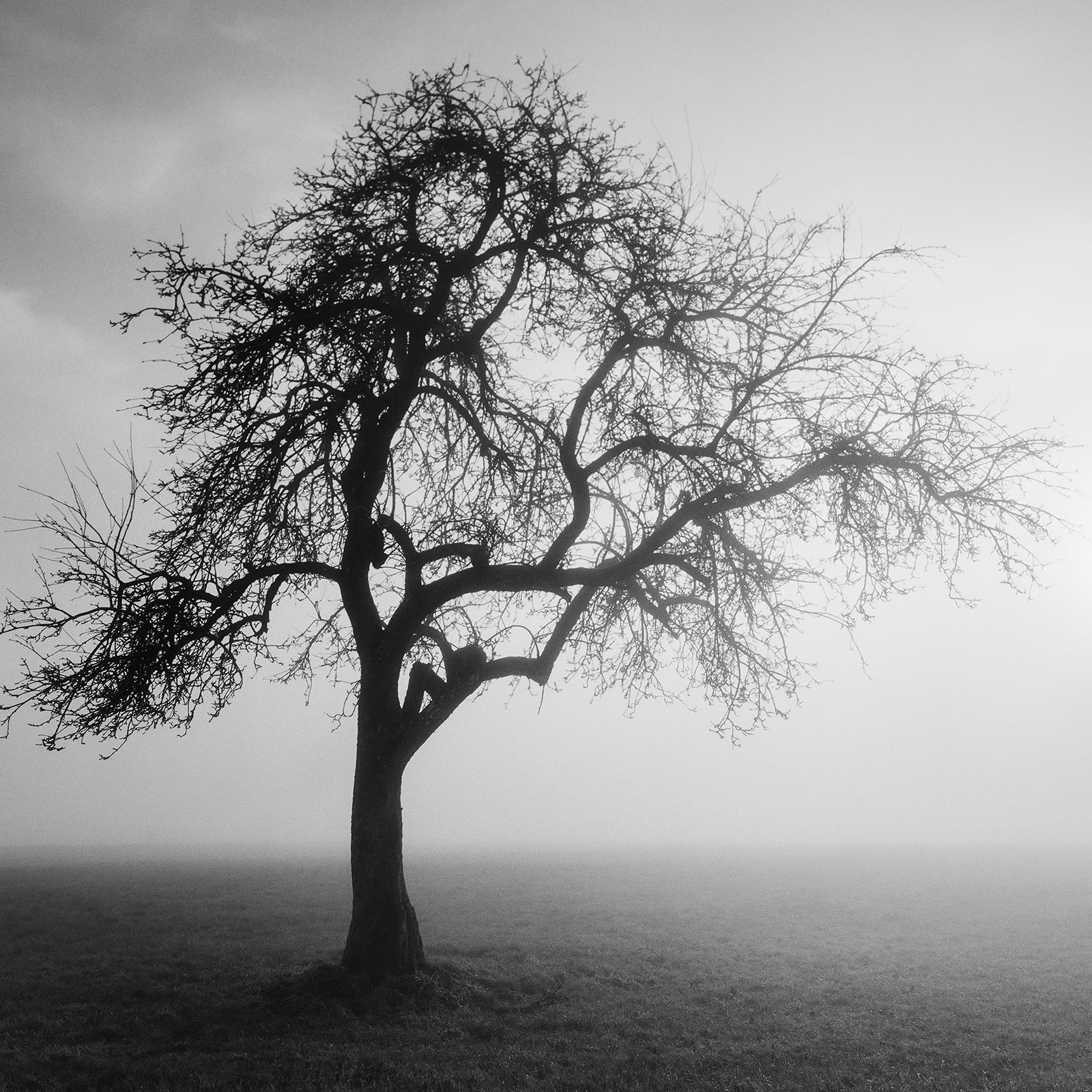 Foggy Morning, Mystikbaum, Österreich, Schwarz-Weiß-Kunstfotografie, Landschaft im Angebot 3