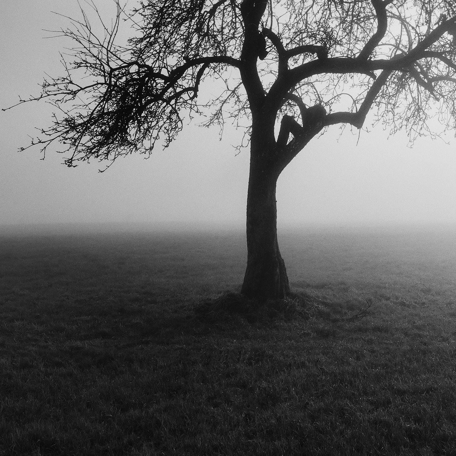 Foggy Morning, Mystikbaum, Österreich, Schwarz-Weiß-Kunstfotografie, Landschaft im Angebot 4