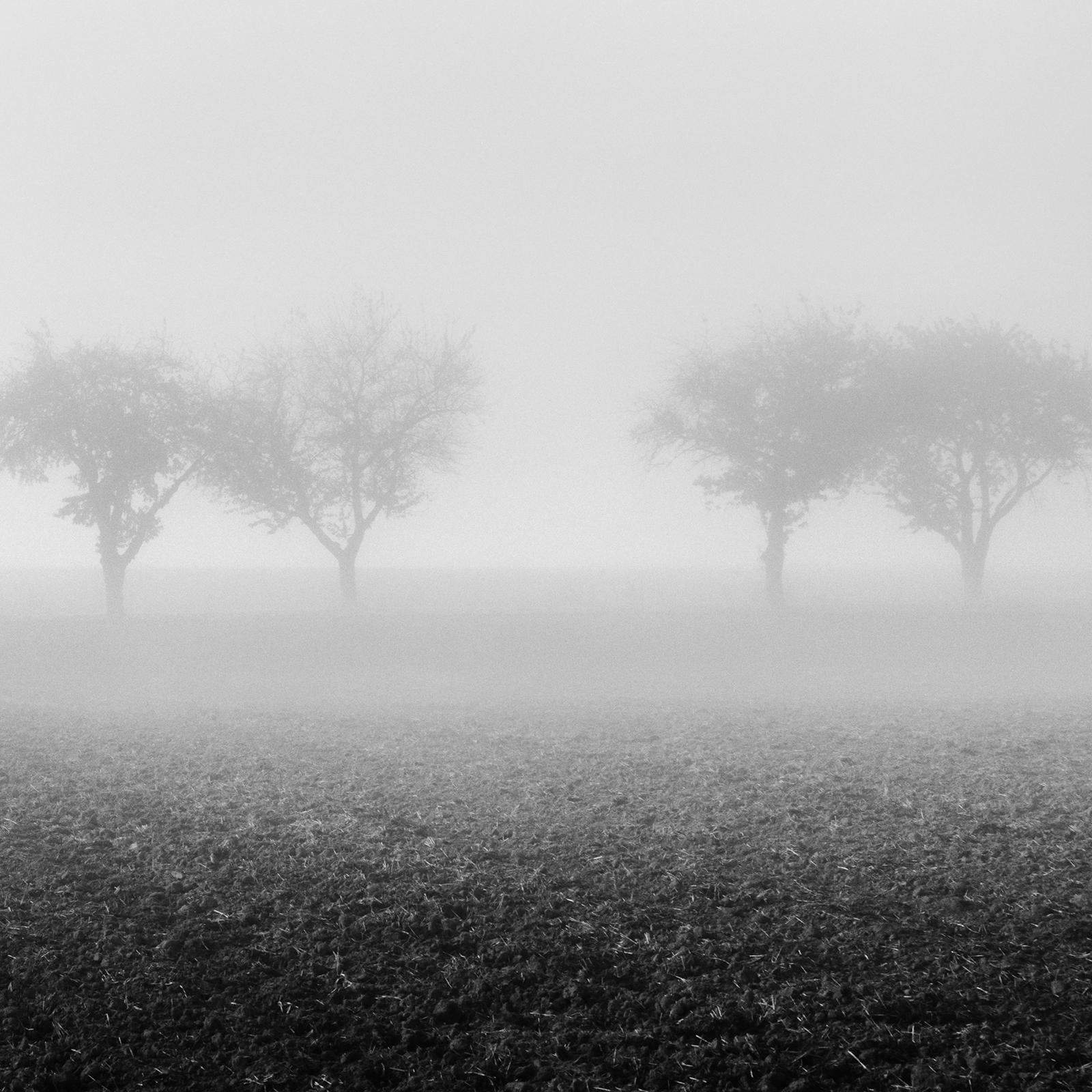 Foggy Morning, row of Cherry Trees, black and white photography, art landscape For Sale 5