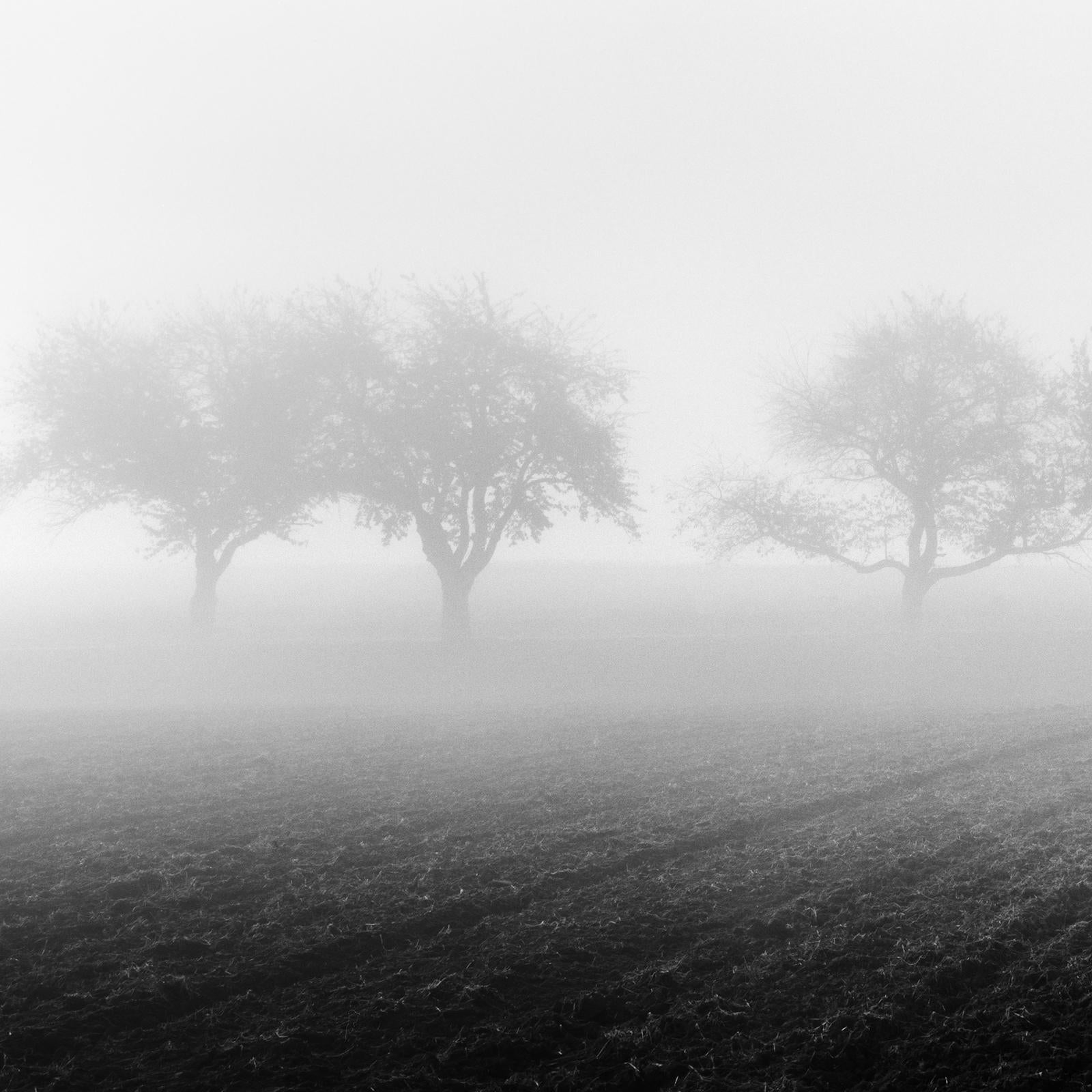 Foggy Morning, row of Cherry Trees, black and white photography, art landscape For Sale 3