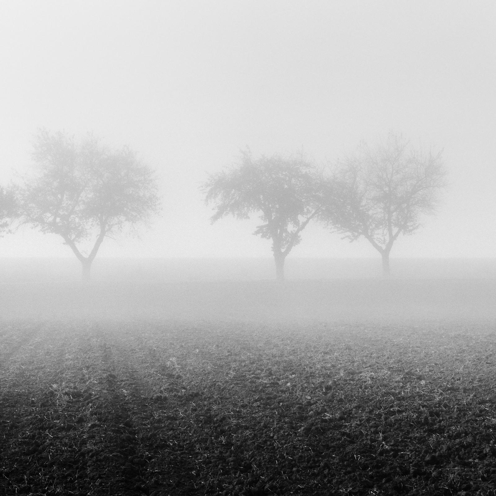 Foggy Morning, row of Cherry Trees, black and white photography, art landscape For Sale 4