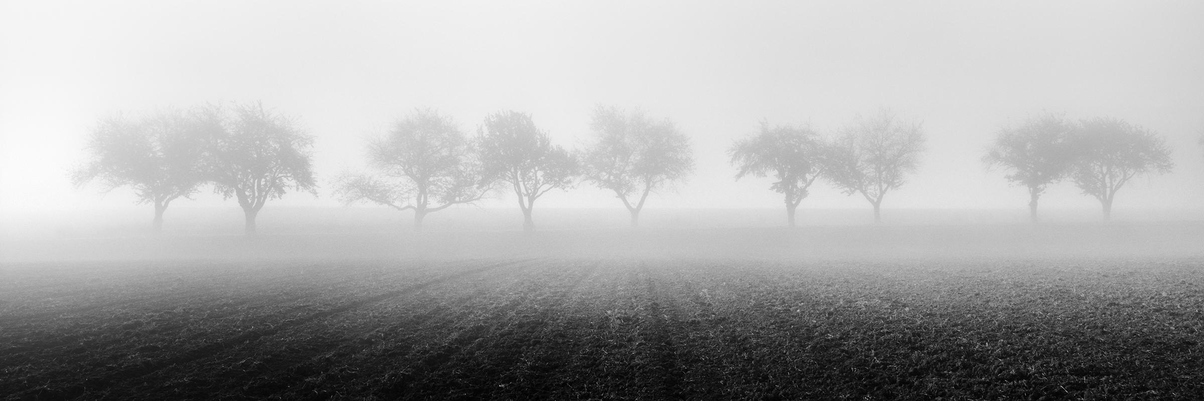 Foggy Morning, Reihe von Kirschbaumbäumen, Schwarz-Weiß-Fotografie, Kunstlandschaft