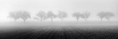 Foggy Morning, Reihe von Kirschbaumbäumen, Schwarz-Weiß-Fotografie, Kunstlandschaft