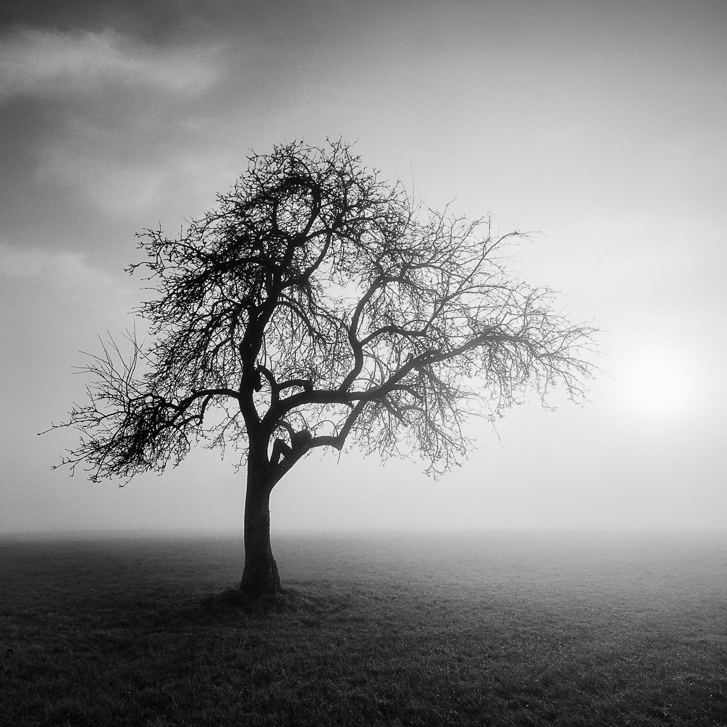 Foggy Morning, photographie d'art simple arbre, gélatino-argentique noire et blanche, encadrée - Photograph de Gerald Berghammer