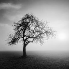 Foggy Morning single Tree monochrome gelatin silver art photograph framed