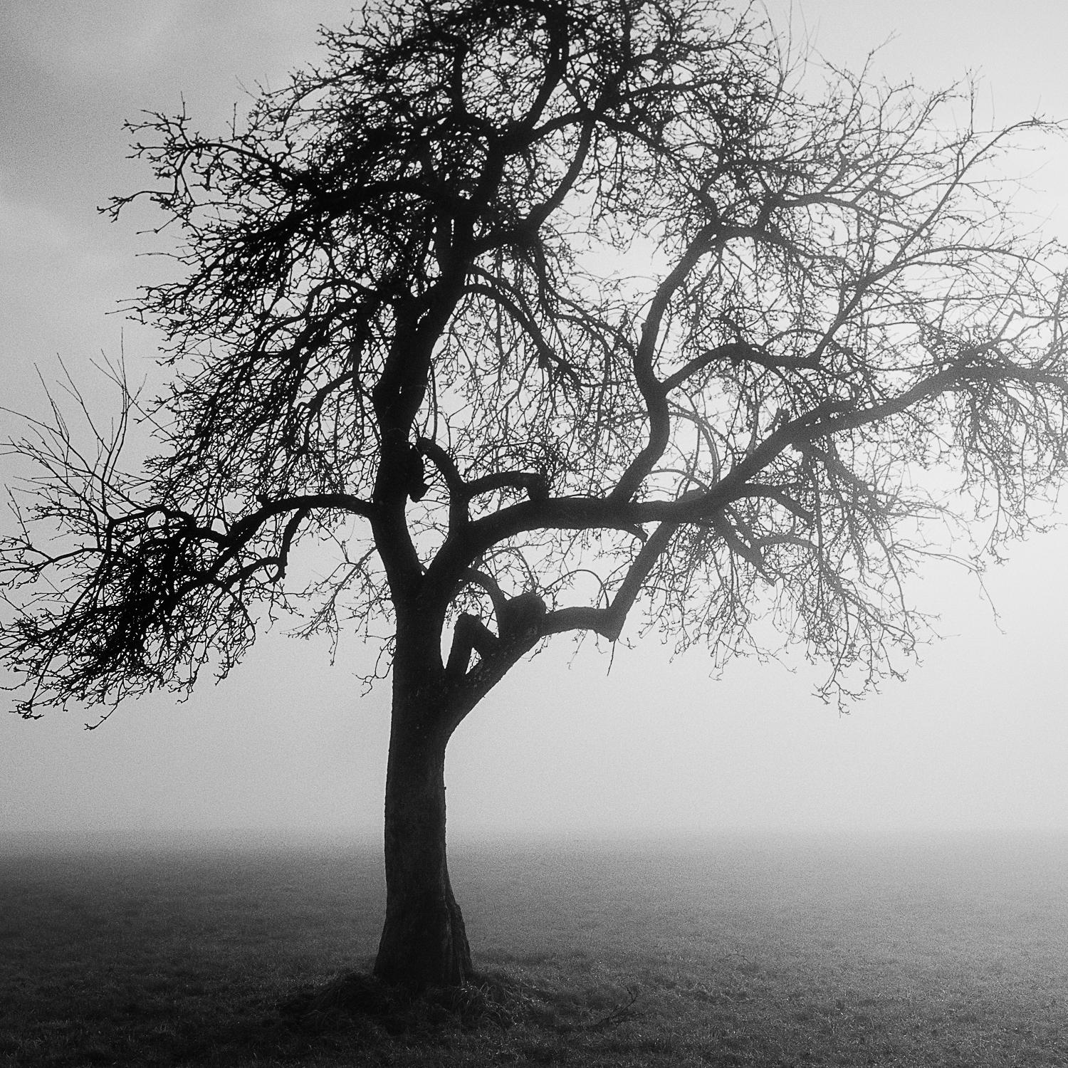 Foggy Morning, photographie d'art simple arbre, gélatino-argentique noire et blanche, encadrée - Contemporain Photograph par Gerald Berghammer