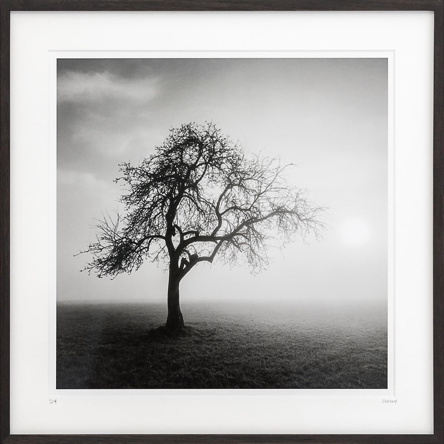 Black and White Photograph Gerald Berghammer - Foggy Morning, photographie d'art simple arbre, gélatino-argentique noire et blanche, encadrée