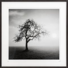 Foggy Morning, single Tree, black & white gelatin silver art photography, framed