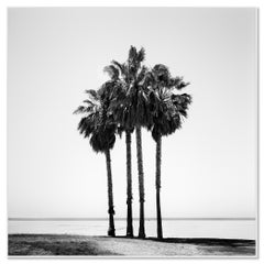 Quatre palmiers de Californie - Photographie d'art en noir et blanc à tirage limité