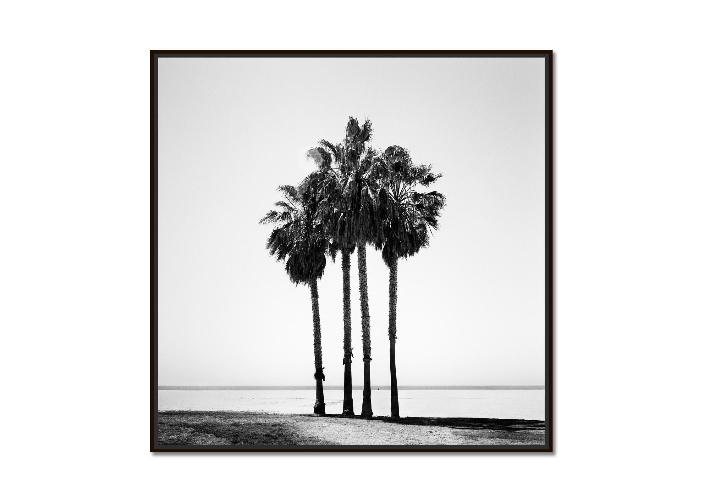 Four Palms, Venice Beach, California, black and white photography, landscape - Photograph by Gerald Berghammer