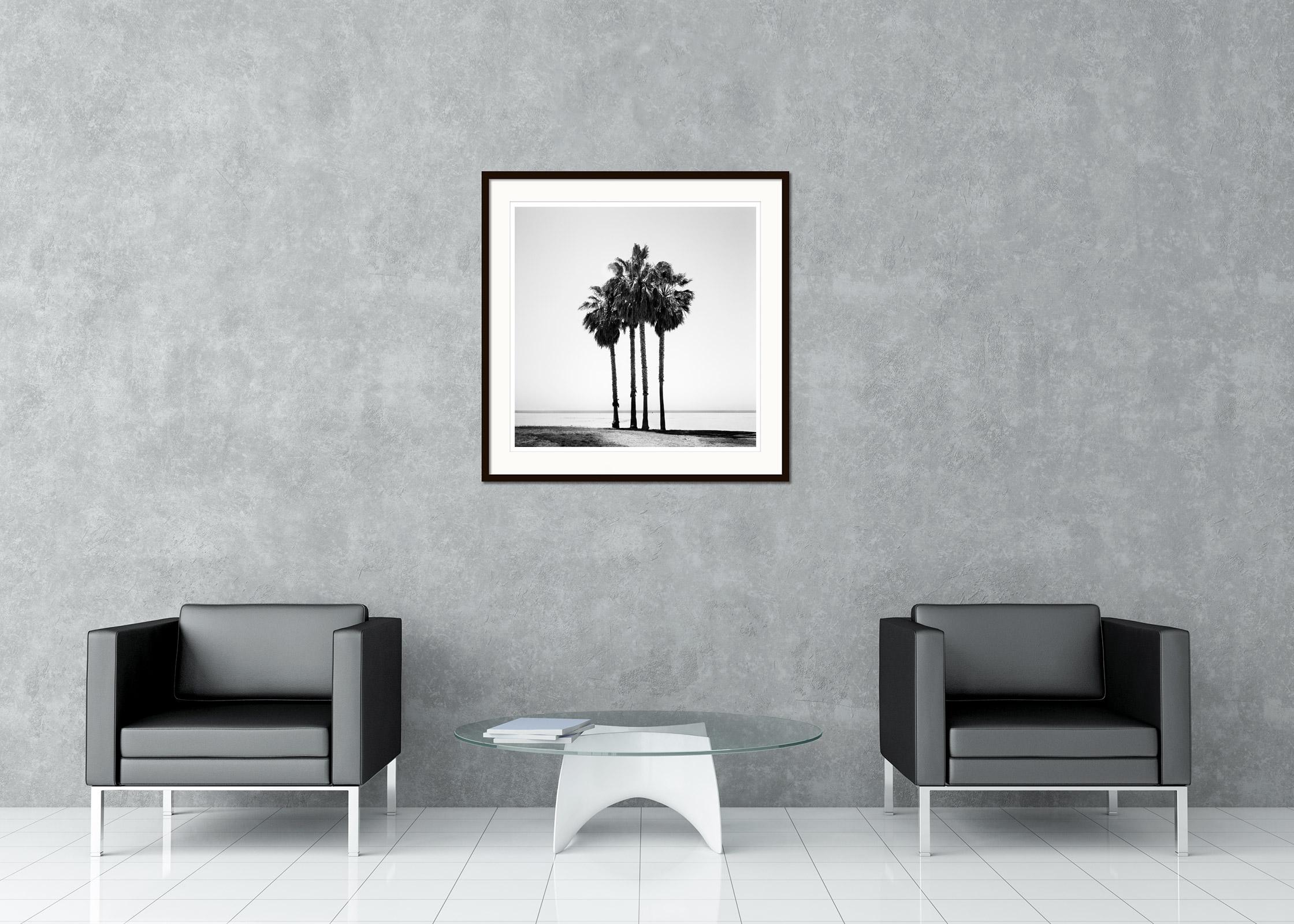 Black and white fine art landscape photography. Palm trees on beautiful Venice beach in California, Usa. Archival pigment ink print, edition of 9. Signed, titled, dated and numbered by artist. Certificate of authenticity included. Printed with 4cm