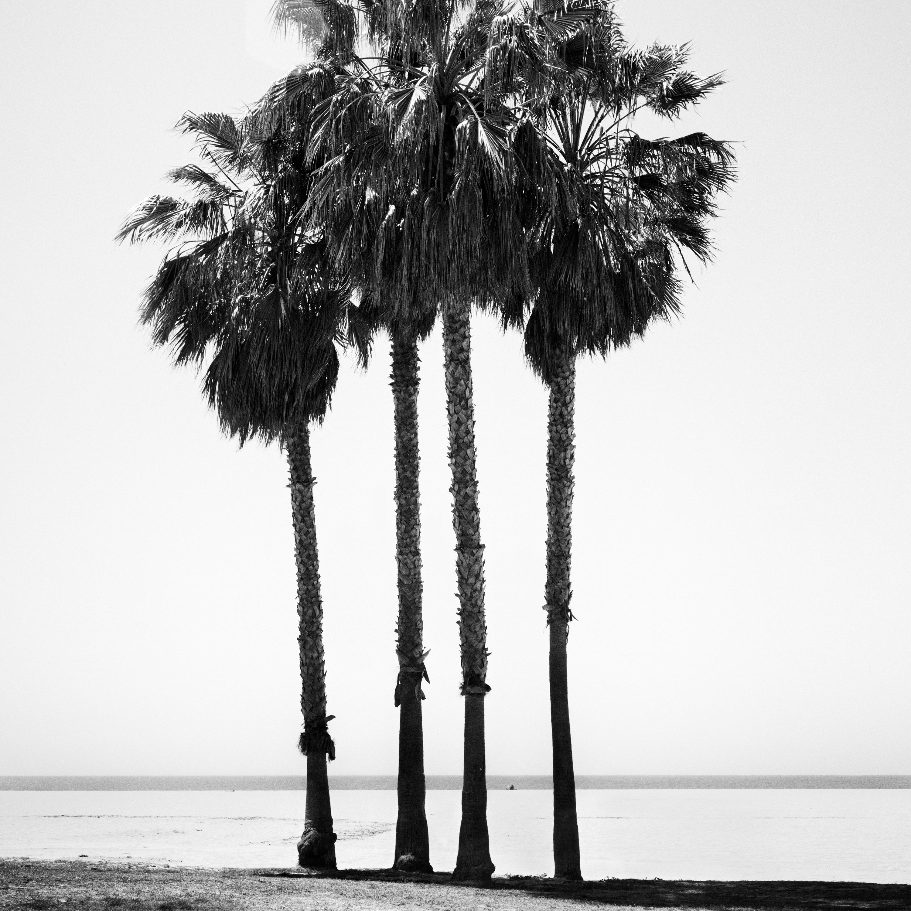 Four Palms, Venice Beach, California, black and white photography, landscape For Sale 3