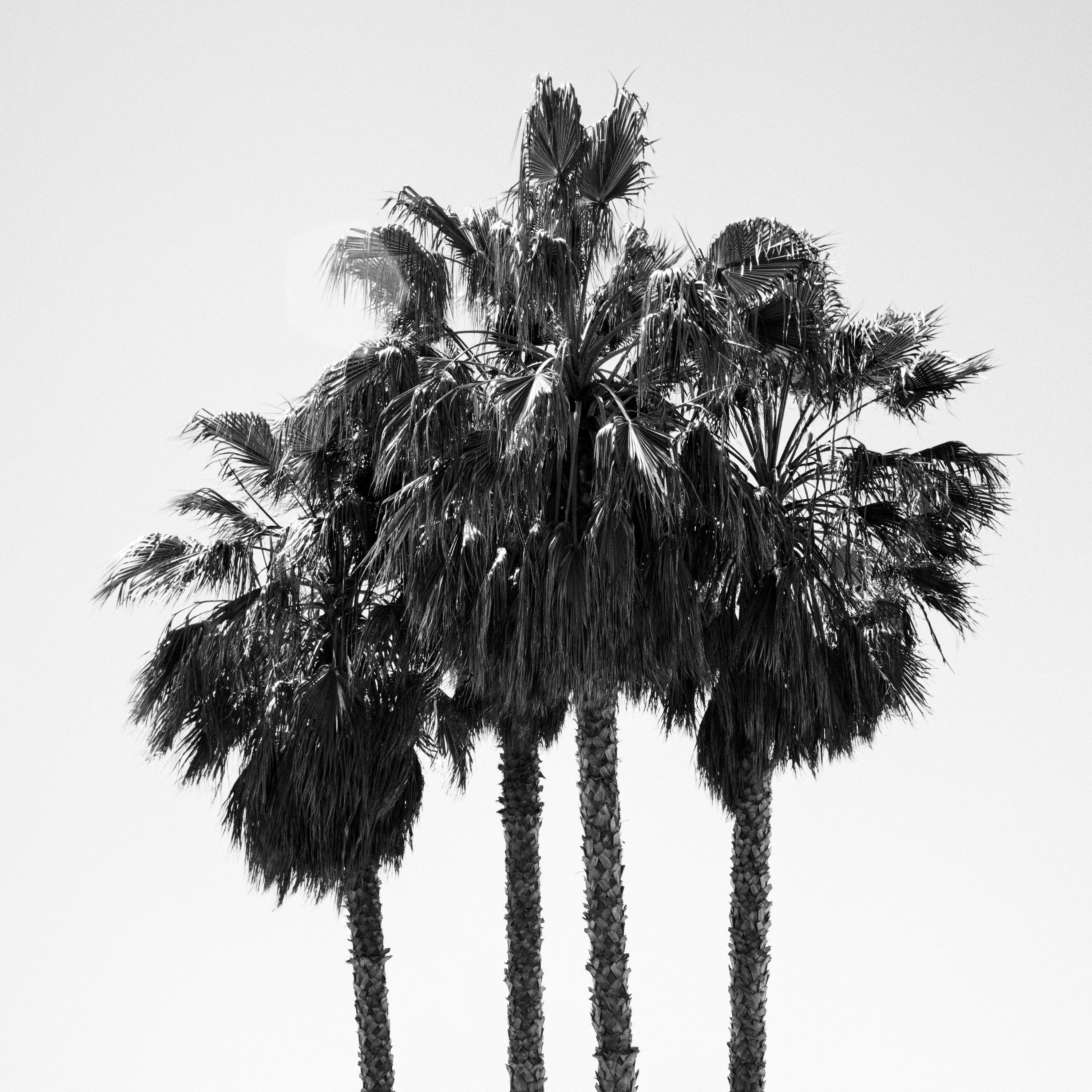 Four Palms, Venice Beach, California, black and white photography, landscape For Sale 4