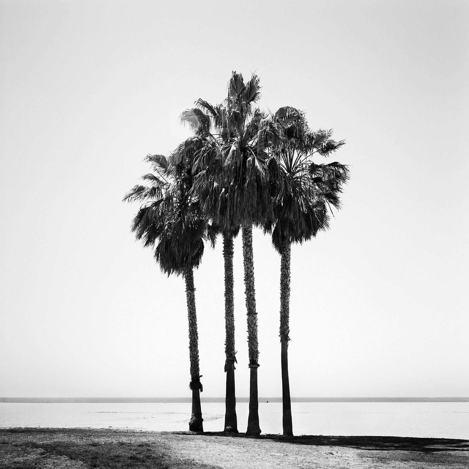 Gerald Berghammer Landscape Photograph - Four Palms, Venice Beach, California, black and white photography, landscape