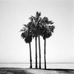 Four Palms, Venice Beach, Californie, photographie noir et blanc, paysage