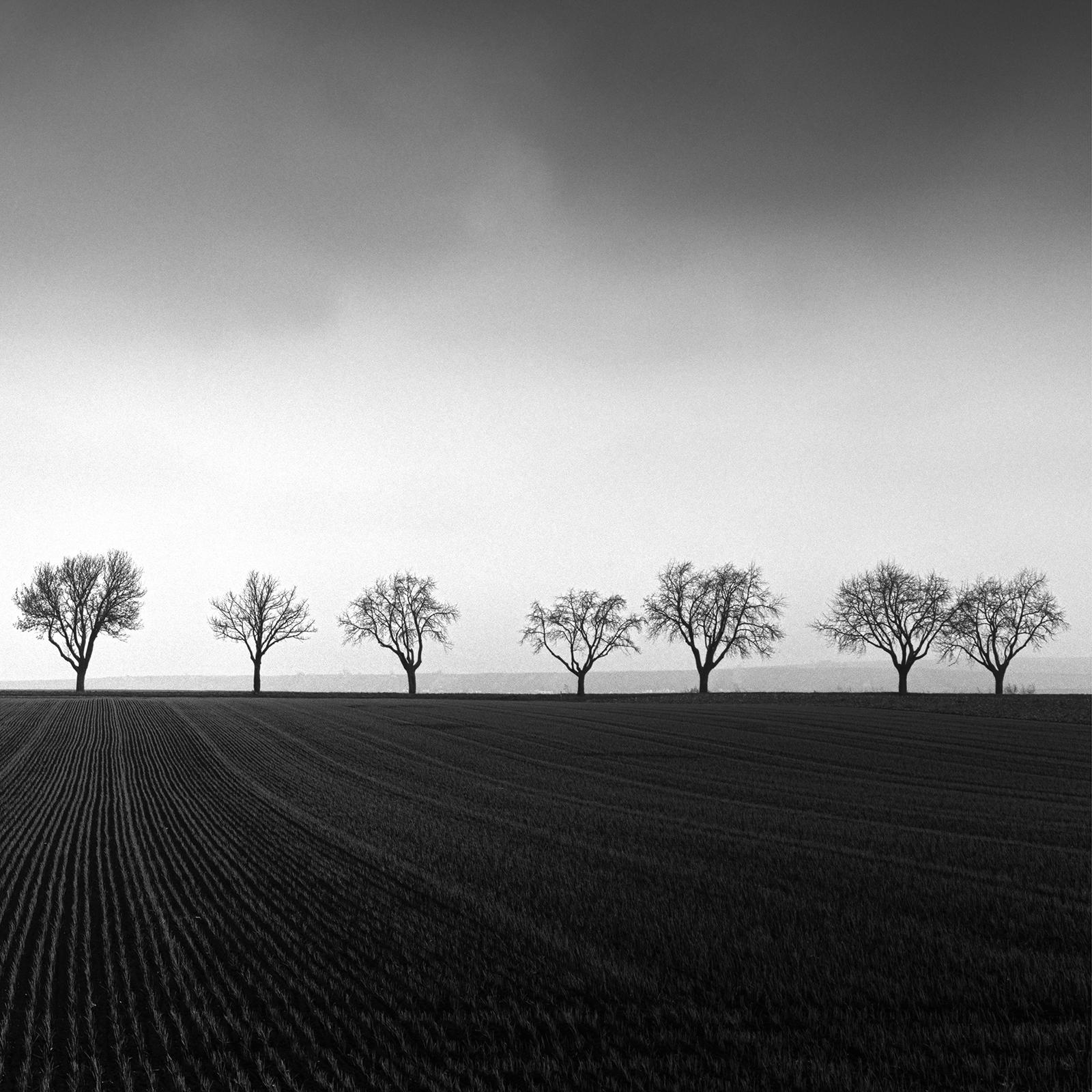 Fourteen Cherry Trees, Cornfield, black and white photography, art, landscape For Sale 5
