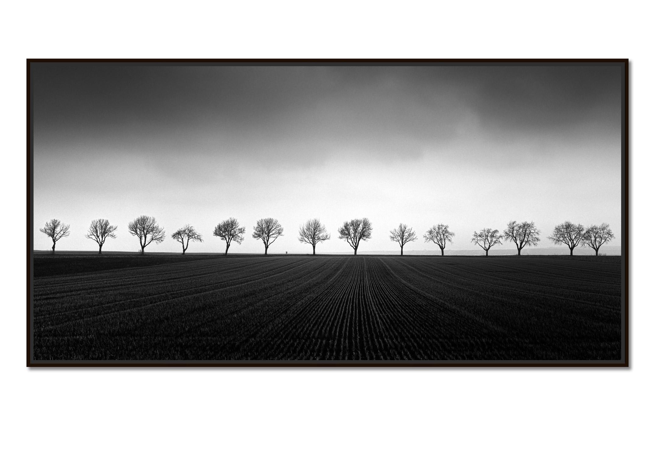 Fourteen Cherry Trees, Cornfield, black and white photography, art, landscape - Photograph by Gerald Berghammer