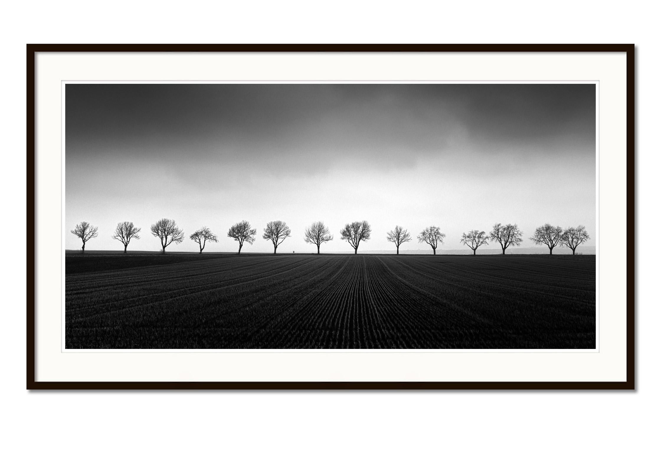 Fourteen Cherry Trees, Cornfield, black and white photography, art, landscape - Black Black and White Photograph by Gerald Berghammer