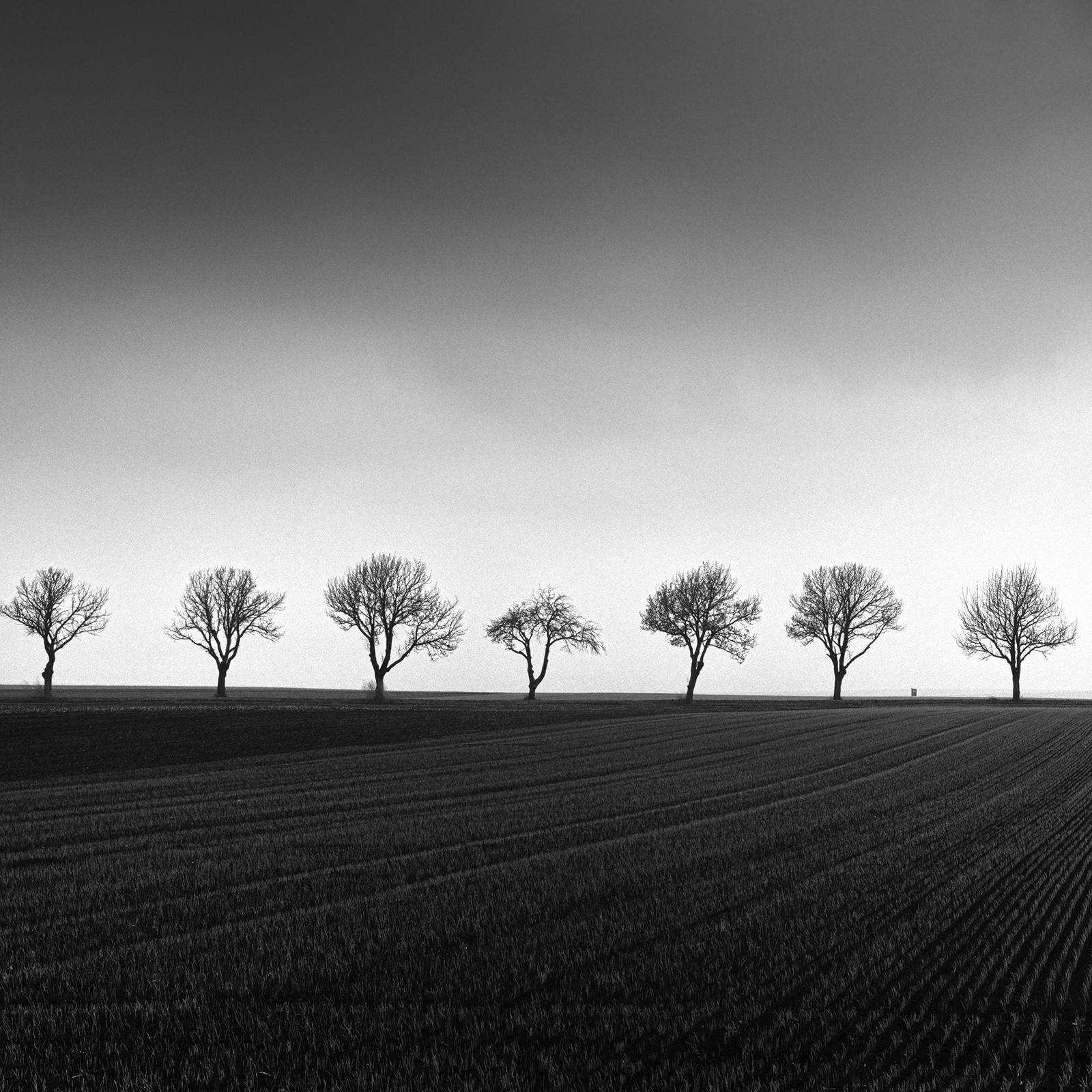 Fourteen Cherry Trees, Cornfield, black and white photography, art, landscape For Sale 3