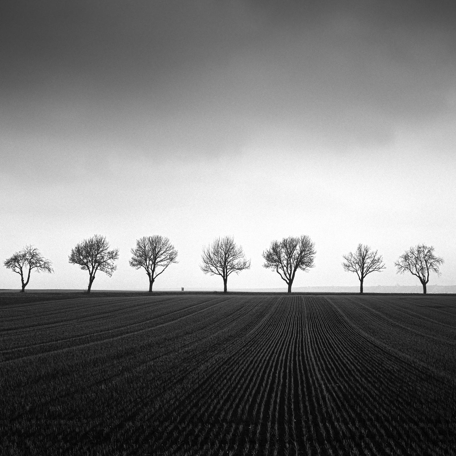 Fourteen Cherry Trees, Cornfield, black and white photography, art, landscape For Sale 4