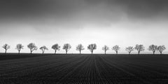 Fourteen cherry trees lines in cornfield black white fine landscape photography