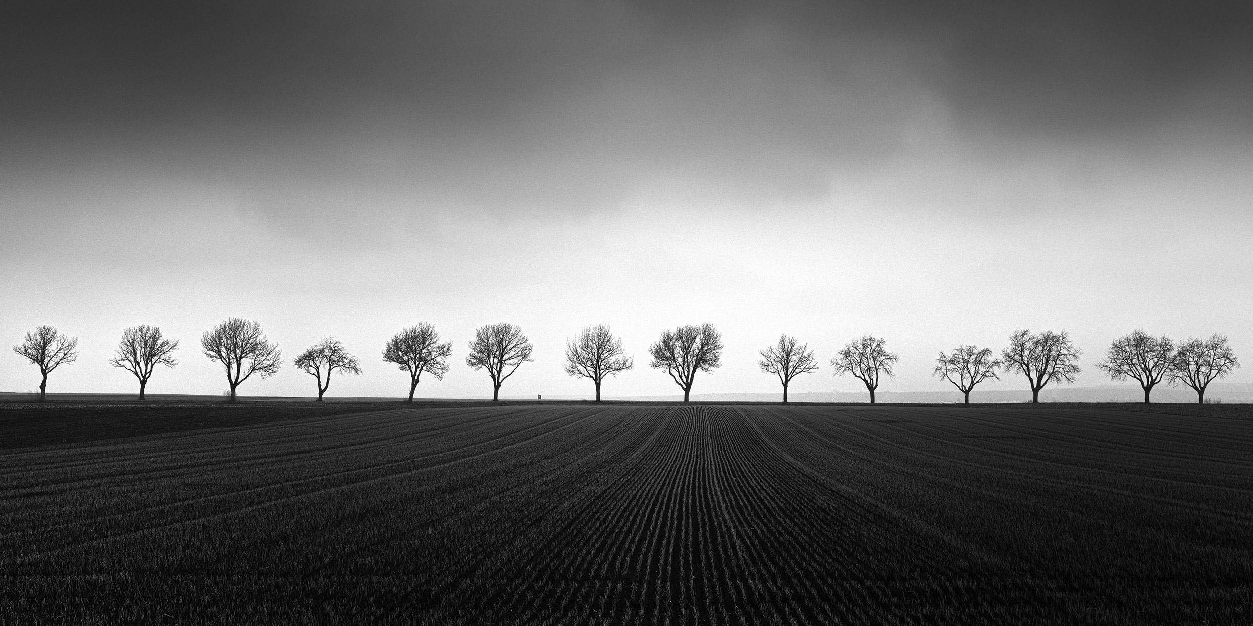 Black and White Photograph Gerald Berghammer - Quatorze cerisiers, champ de maïs, photographie noir et blanc, art, paysage